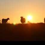 The silhouettes of three sheep in front of an orange sunset